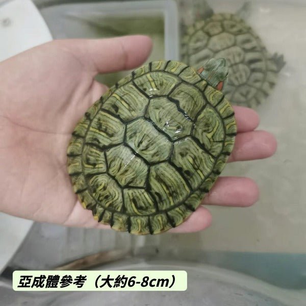 巴西龜 Red - eared Turtle （ Trachemys scripta elegans ） - 森流 GreenFlow - 動植物造景專門店