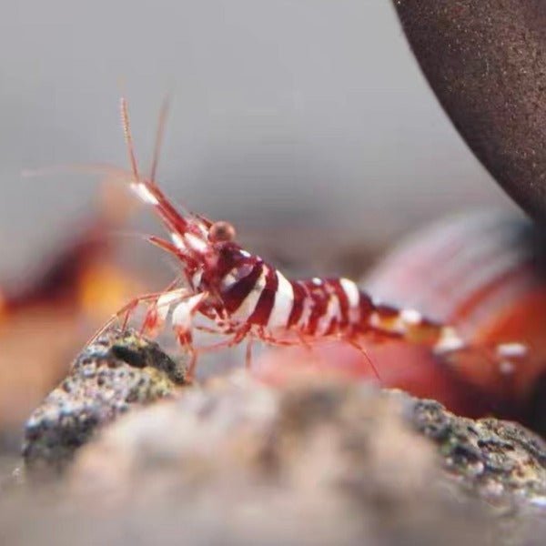 帝格裏虎紋蘇蝦 Red Tiger Sulawesi Shrimp ( Caridina tigri ) ×5隻 - 森流 GreenFlow - 動植物造景專門店