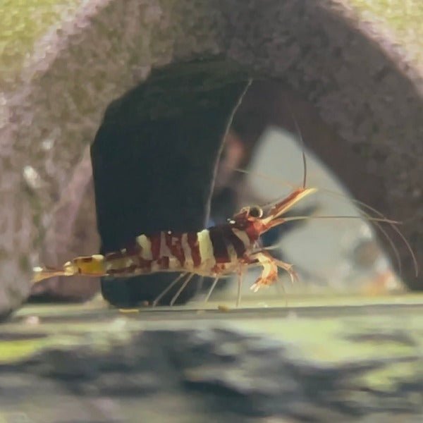 帝格裏虎紋蘇蝦 Red Tiger Sulawesi Shrimp ( Caridina tigri ) ×5隻 - 森流 GreenFlow - 動植物造景專門店