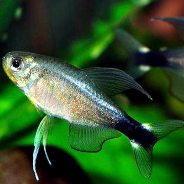 大帆月光燈魚 Reed Tetra ( Hyphessobrycon elachys ) - 森流 GreenFlow - 動植物造景專門店