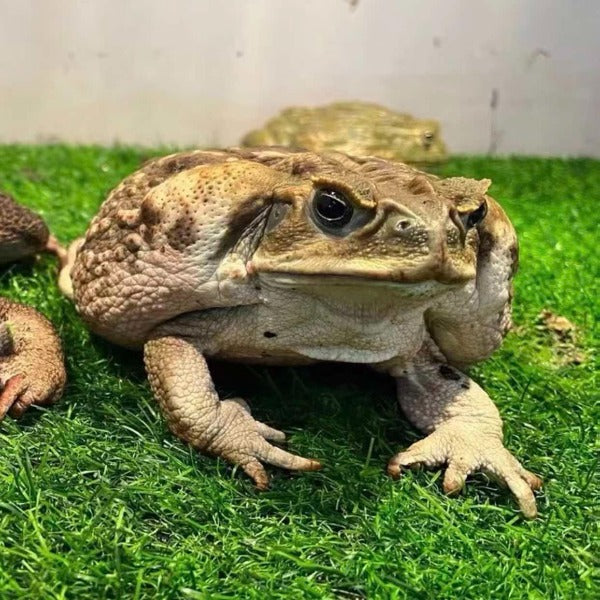 海蟾蜍 ( Rhinella marina )