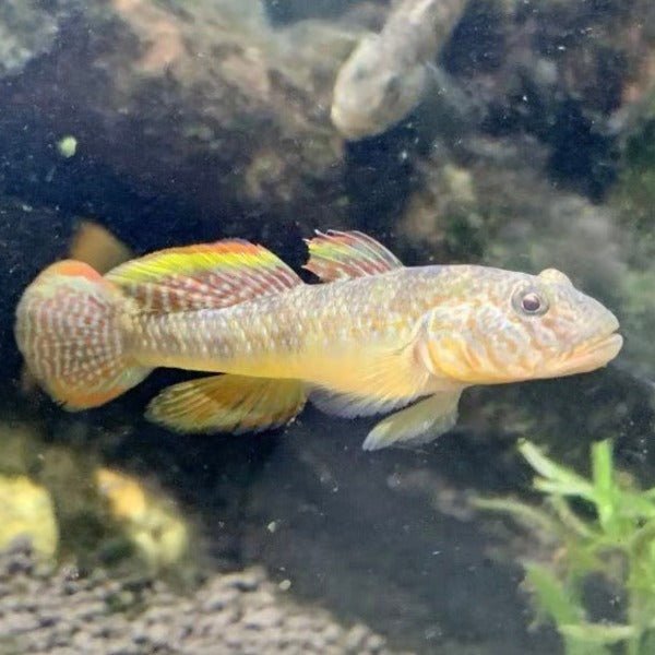 子陵吻蝦虎（ Rhinogobius giurinus ） - 森流 GreenFlow - 動植物造景專門店