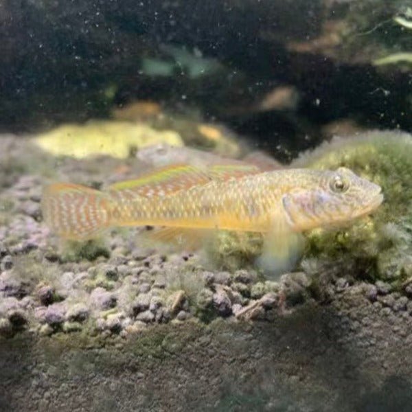 子陵吻蝦虎（ Rhinogobius giurinus ） - 森流 GreenFlow - 動植物造景專門店