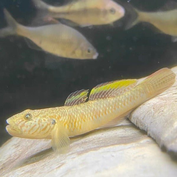 子陵吻蝦虎（ Rhinogobius giurinus ） - 森流 GreenFlow - 動植物造景專門店