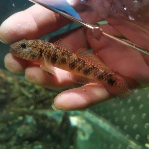 子陵吻蝦虎（ Rhinogobius giurinus ） - 森流 GreenFlow - 動植物造景專門店