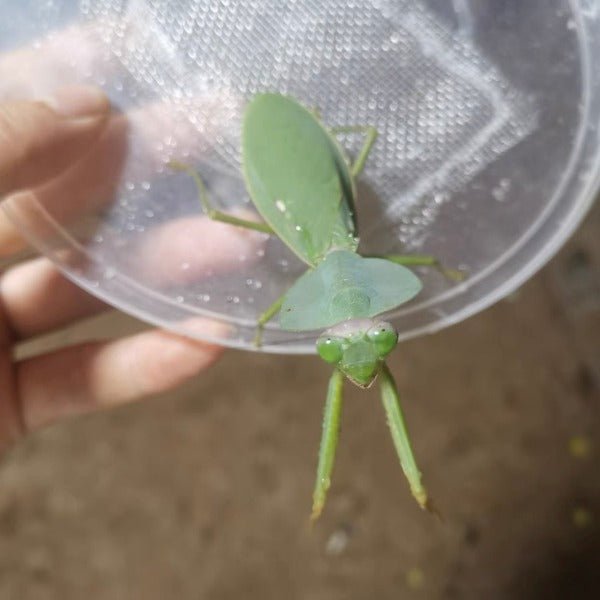 圓盾螳螂 ( Rhombodera latipronotum ) - 1對 - 森流 GreenFlow - 動植物造景專門店