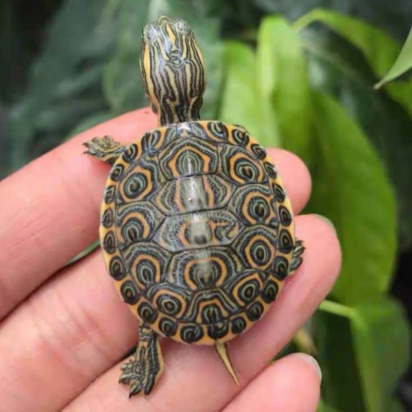 大河甜甜圈龜 Rio Grande Cooter ( Pseudemys gorzugi ) - 森流 GreenFlow - 動植物造景專門店