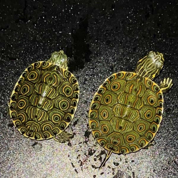 大河甜甜圈龜 Rio Grande Cooter ( Pseudemys gorzugi ) - 森流 GreenFlow - 動植物造景專門店