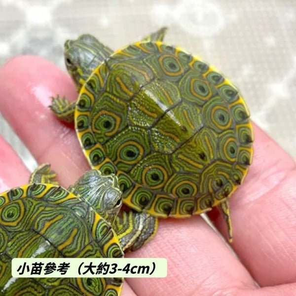 大河甜甜圈龜 Rio Grande Cooter ( Pseudemys gorzugi ) - 森流 GreenFlow - 動植物造景專門店