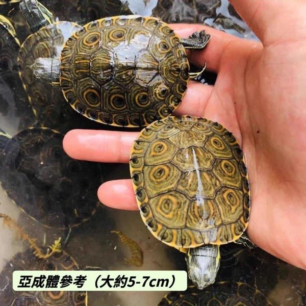 大河甜甜圈龜 Rio Grande Cooter ( Pseudemys gorzugi ) - 森流 GreenFlow - 動植物造景專門店