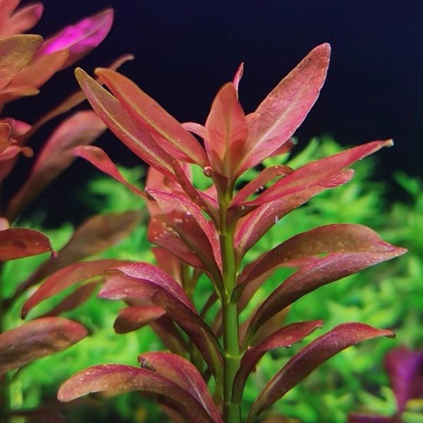 夕燒 ( Rotala Sp. Sunset ) - 森流 GreenFlow - 動植物造景專門店