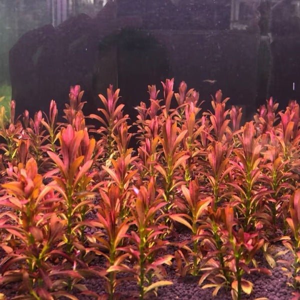 夕燒 ( Rotala Sp. Sunset ) - 森流 GreenFlow - 動植物造景專門店