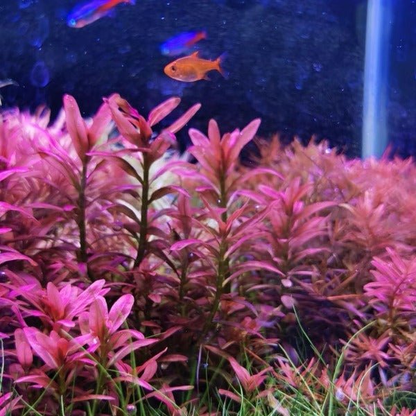 夕燒 ( Rotala Sp. Sunset ) - 森流 GreenFlow - 動植物造景專門店