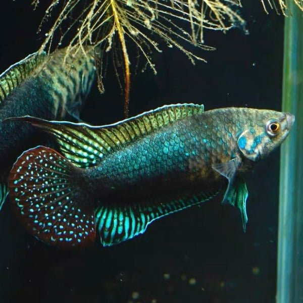 圓尾鬥魚 Roundtail Paradise Fish ( Macropodus ocellatus ) - 森流 GreenFlow - 動植物造景專門店