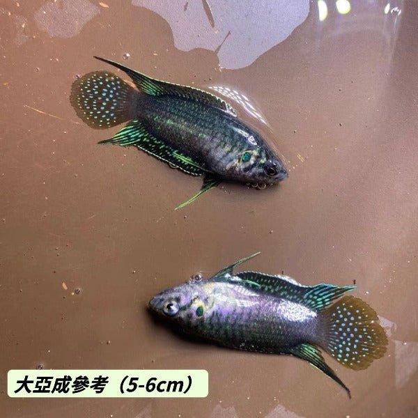 圓尾鬥魚 Roundtail Paradise Fish ( Macropodus ocellatus ) - 森流 GreenFlow - 動植物造景專門店