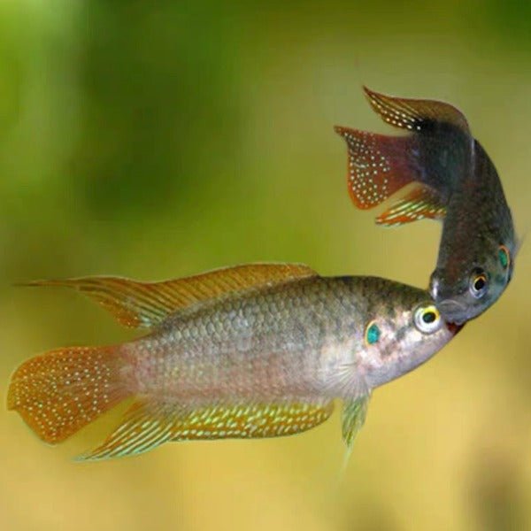 圓尾鬥魚 Roundtail Paradise Fish ( Macropodus ocellatus ) - 森流 GreenFlow - 動植物造景專門店