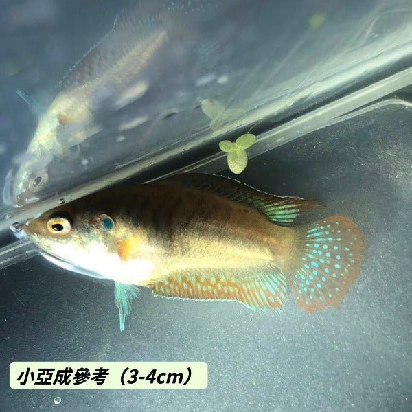 圓尾鬥魚 Roundtail Paradise Fish ( Macropodus ocellatus ) - 森流 GreenFlow - 動植物造景專門店