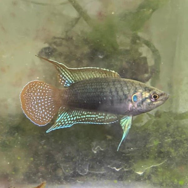 圓尾鬥魚 Roundtail Paradise Fish ( Macropodus ocellatus ) - 森流 GreenFlow - 動植物造景專門店