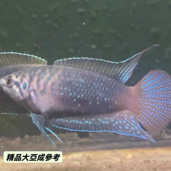 圓尾鬥魚 Roundtail Paradise Fish ( Macropodus ocellatus ) - 森流 GreenFlow - 動植物造景專門店