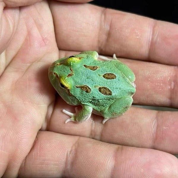 薄荷藍角蛙 Samurai Blue Pacman Frog ( Ceratophrys cranwelli )