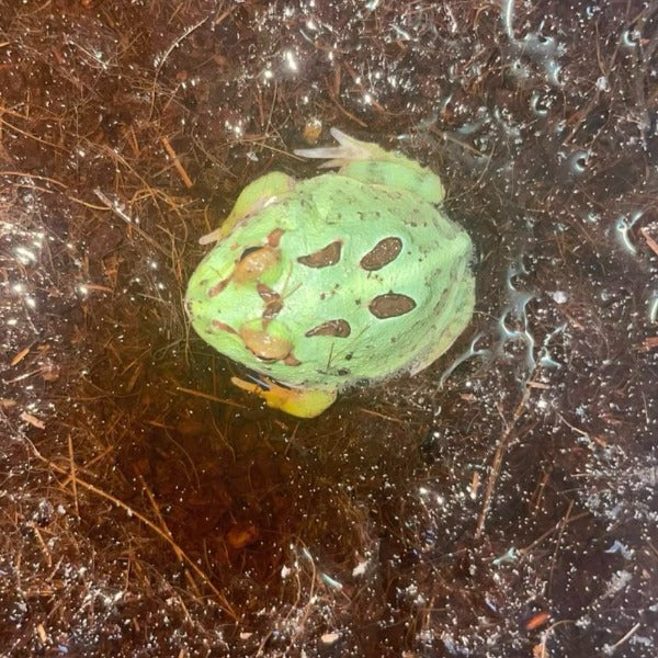 薄荷藍角蛙 Samurai Blue Pacman Frog ( Ceratophrys cranwelli )