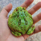 薄荷藍角蛙 Samurai Blue Pacman Frog ( Ceratophrys cranwelli )