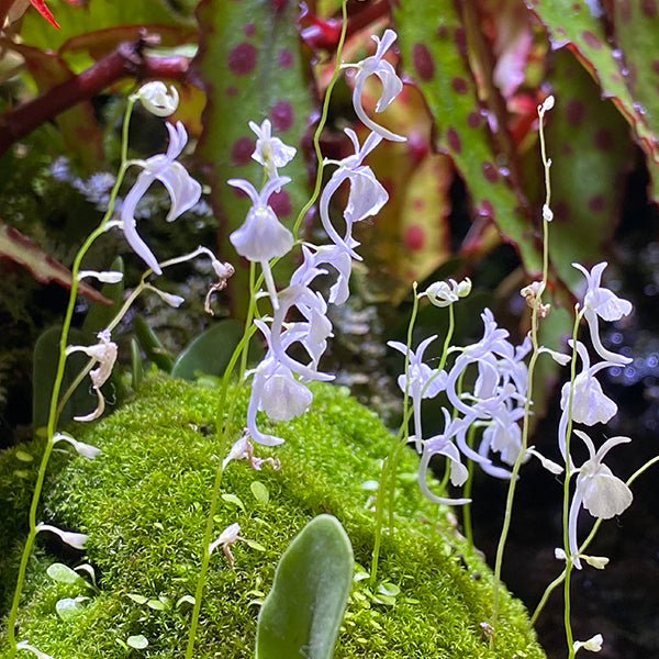 小白兔狸藻 Sanderson's bladderwort ( Utricularia sandersonii ) - 森流 GreenFlow - 動植物造景專門店