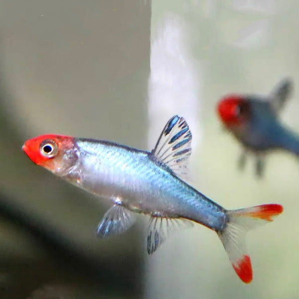 亞洲紅鼻燈魚 ( Sawbwa resplendens ) - 森流 GreenFlow - 動植物造景專門店