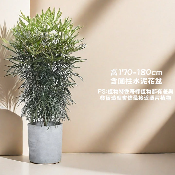 孔雀木-室內大型盆栽（ Schefflera elegantissima ）