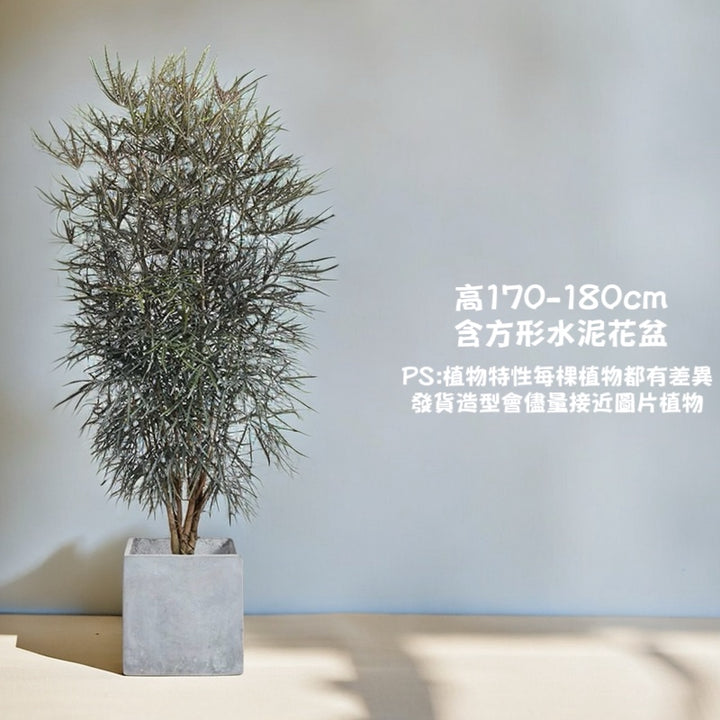 孔雀木-室內大型盆栽（ Schefflera elegantissima ）