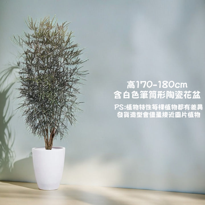 孔雀木-室內大型盆栽（ Schefflera elegantissima ）