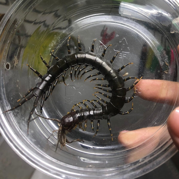 海南巨人黑間腳蜈蚣（Scolopendra hainanum）