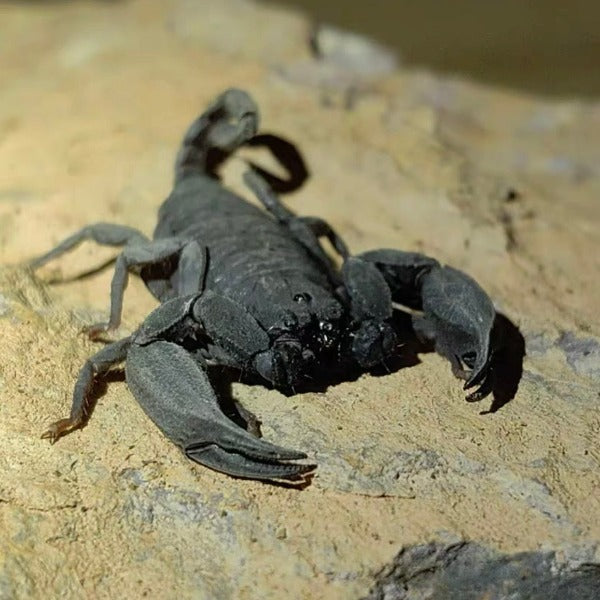 雲南扁石蠍 （ Scorpiops validus ）