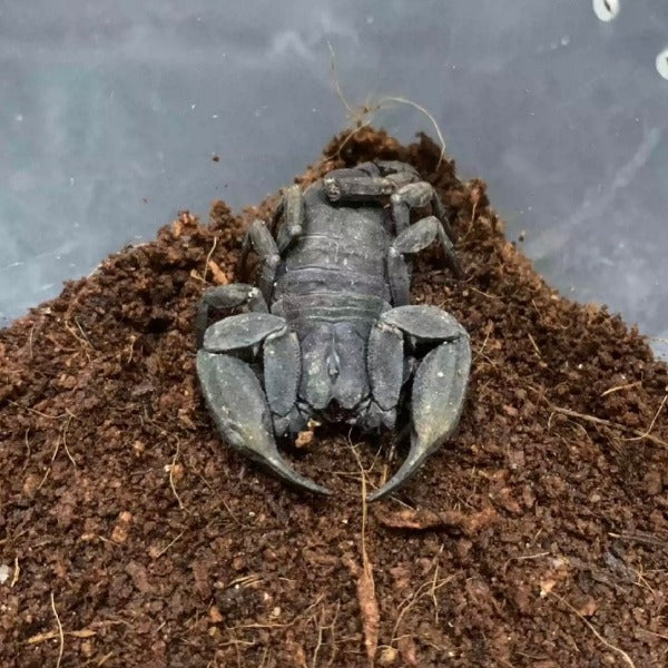 雲南扁石蠍 （ Scorpiops validus ）