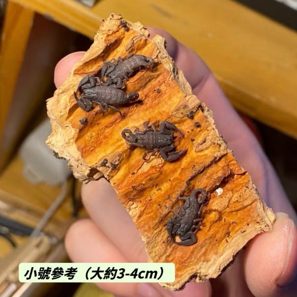 雲南扁石蠍 （ Scorpiops validus ）