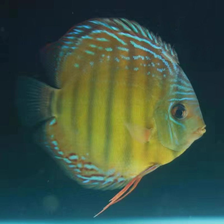 黃阿蓮卡七彩神仙（ Symphysodon aequifasciatus ）