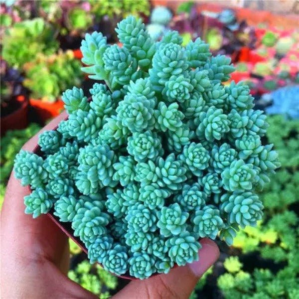 旋葉姬星美人 ( Sedum dasyphyllum 'Major' )