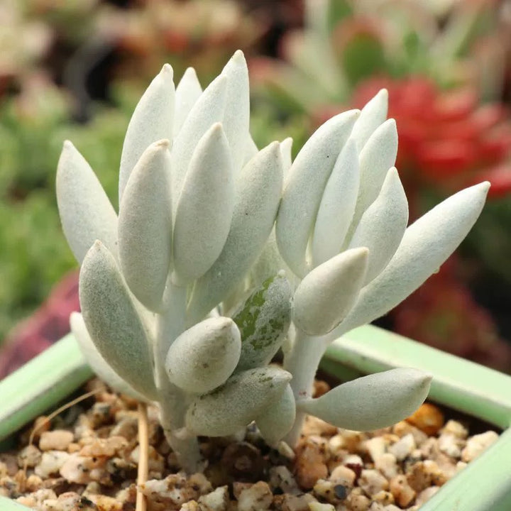 銀月（Senecio haworthii ) 