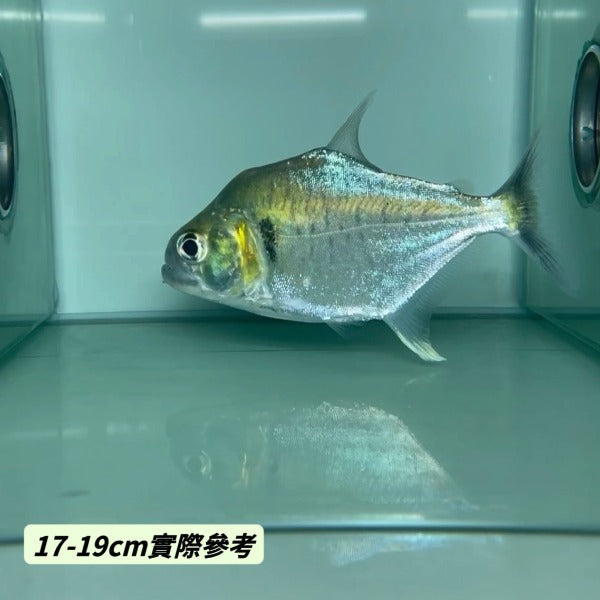 辛古水虎（ Serrasalmus manueli）