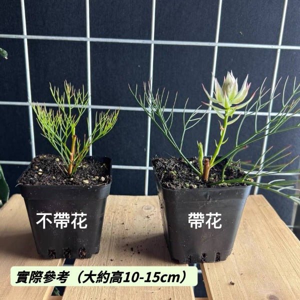 南非新娘花（ Serruria Florida ） - 森流 GreenFlow - 動植物造景專門店