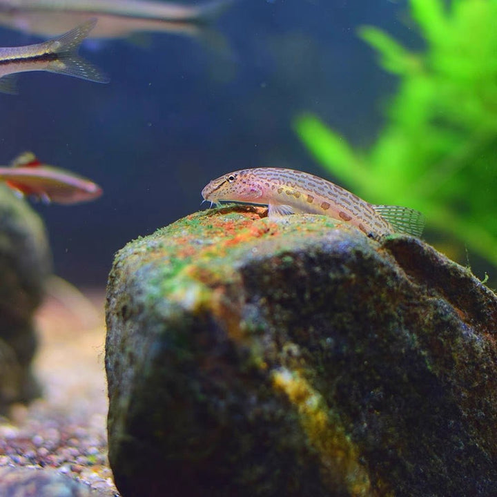 中華花鰍 Siberian spiny loach（Cobitis sinensis ） - 森流 GreenFlow - 動植物造景專門店