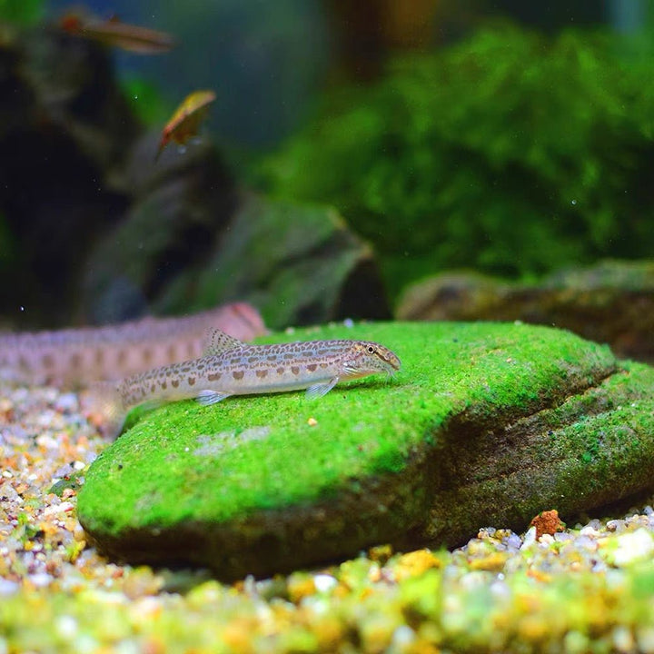 中華花鰍 Siberian spiny loach（Cobitis sinensis ） - 森流 GreenFlow - 動植物造景專門店