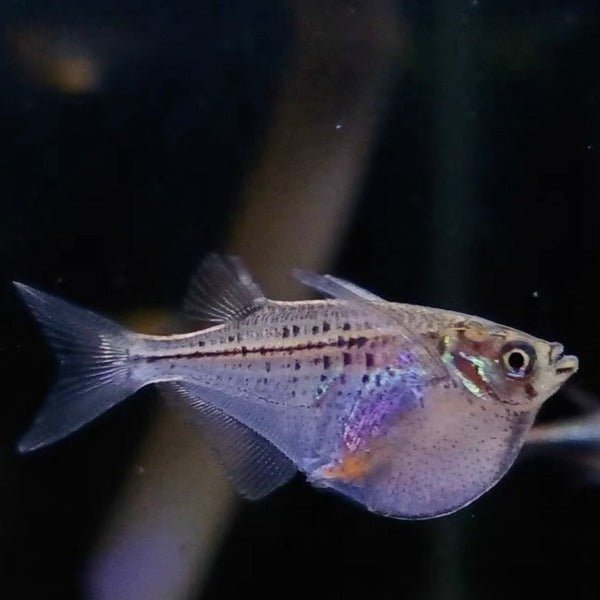 噴點燕子 / 噴點斧魚 Silver hatchetfish ( Gasteropelecus levis ) - 森流 GreenFlow - 動植物造景專門店