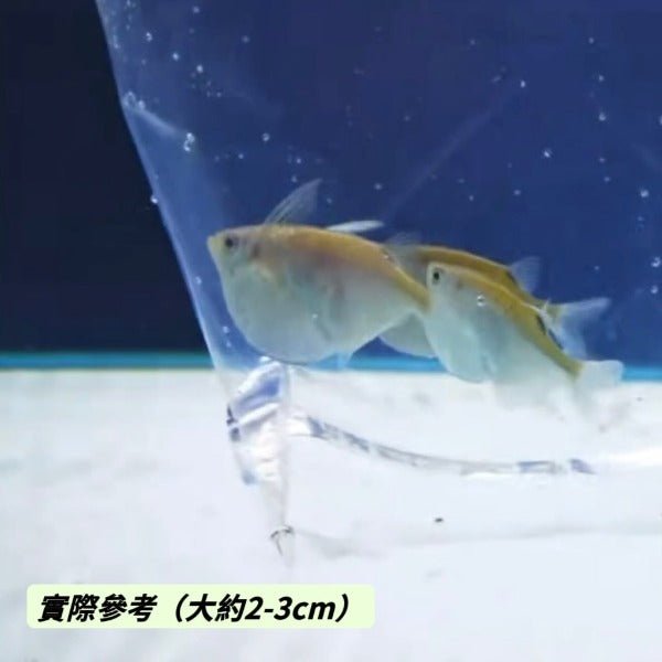 噴點燕子 / 噴點斧魚 Silver hatchetfish ( Gasteropelecus levis ) - 森流 GreenFlow - 動植物造景專門店