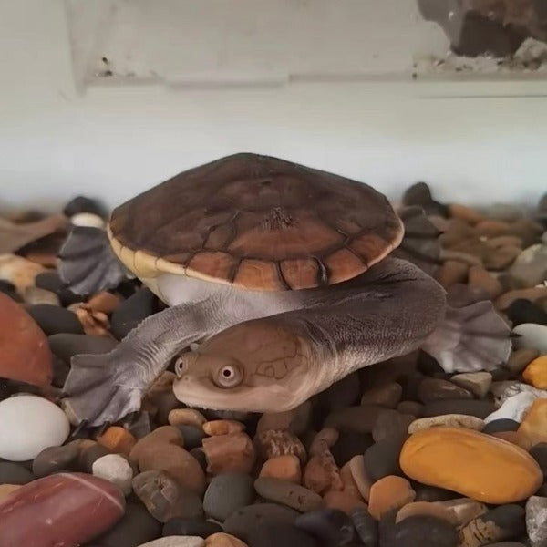 蛇頸龜 Snake-Necked Turtle ( Chelodina siebenrocki )