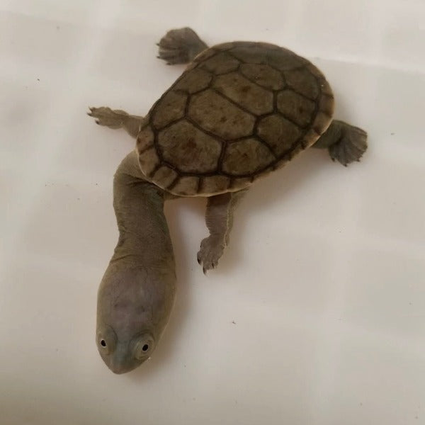 蛇頸龜 Snake-Necked Turtle ( Chelodina siebenrocki )