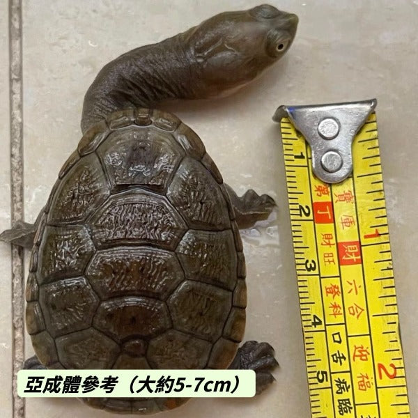 蛇頸龜 Snake-Necked Turtle ( Chelodina siebenrocki )