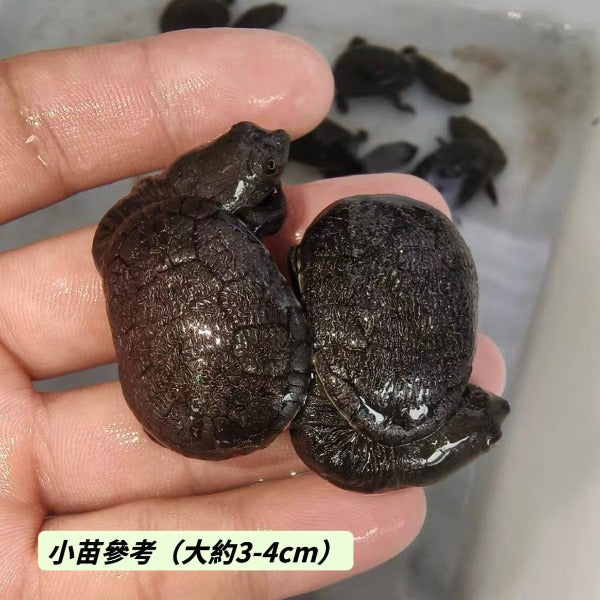 蛇頸龜 Snake-Necked Turtle ( Chelodina siebenrocki )