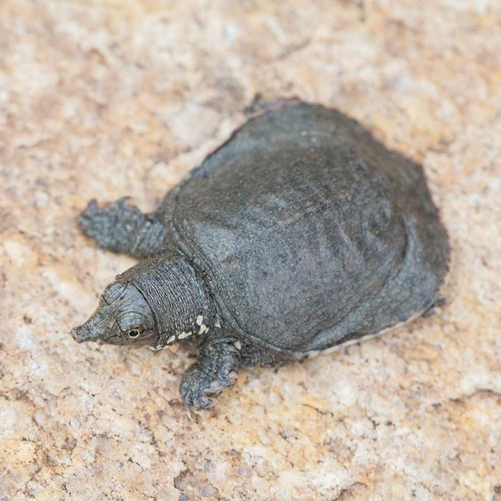 中華鱉 Soft Shell Turtle ( Trionyx Sinensis ) - 森流 GreenFlow - 動植物造景專門店