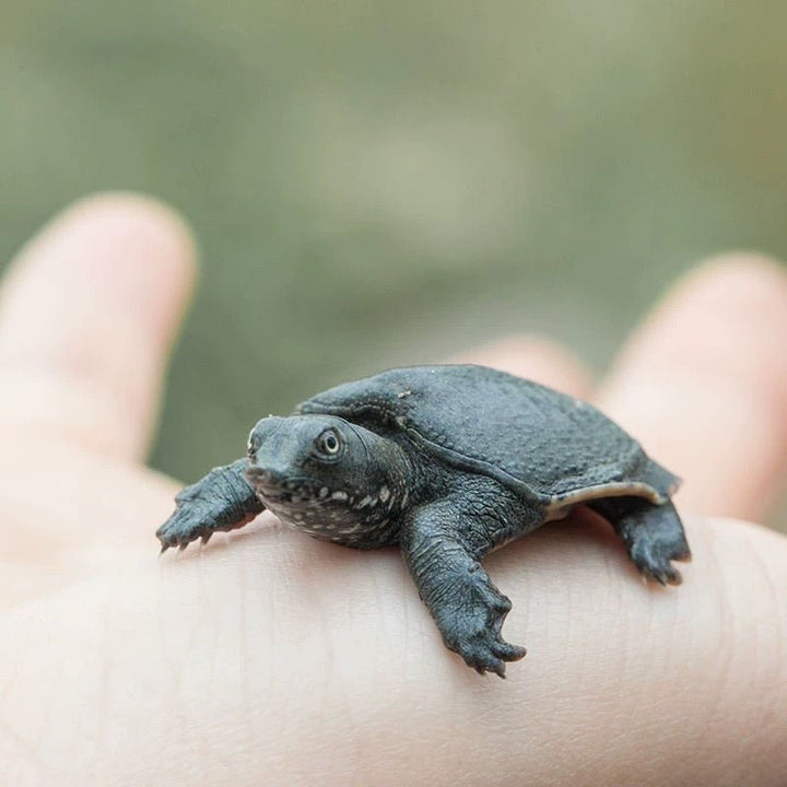 中華鱉 Soft Shell Turtle ( Trionyx Sinensis ) - 森流 GreenFlow - 動植物造景專門店